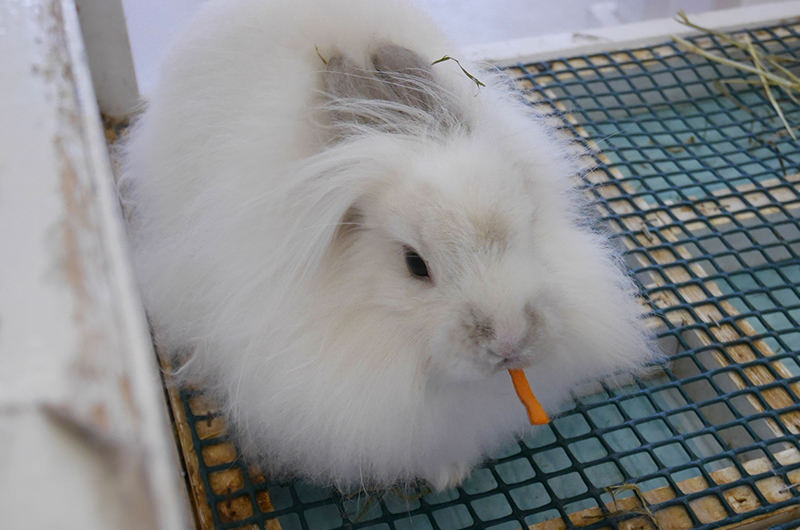 アンゴラウサギ