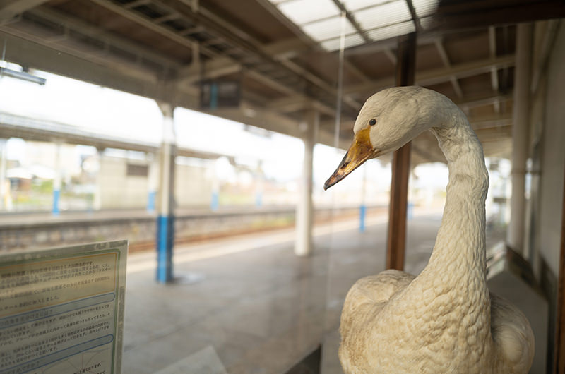 水原駅 白鳥の剥製