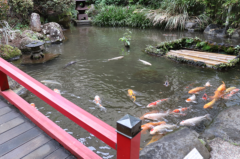 松風苑 庭園 池