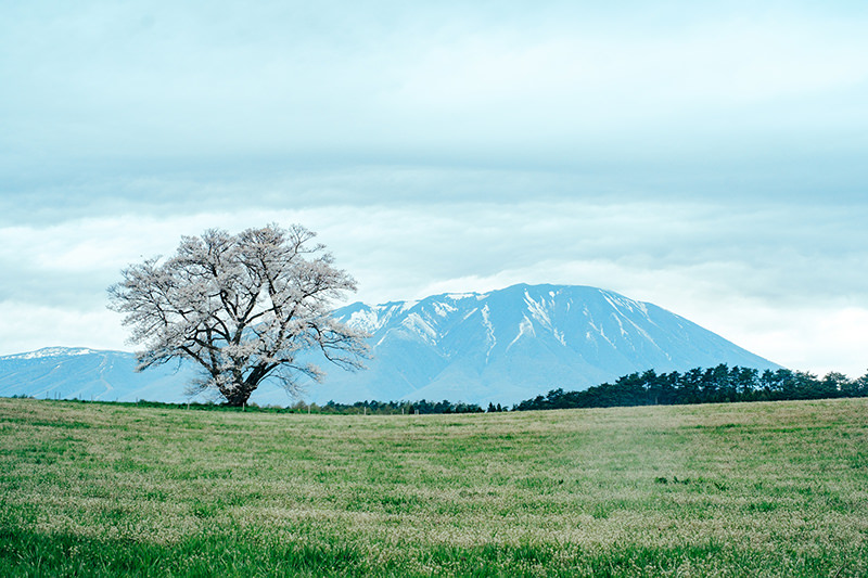 小岩井農場 一本桜