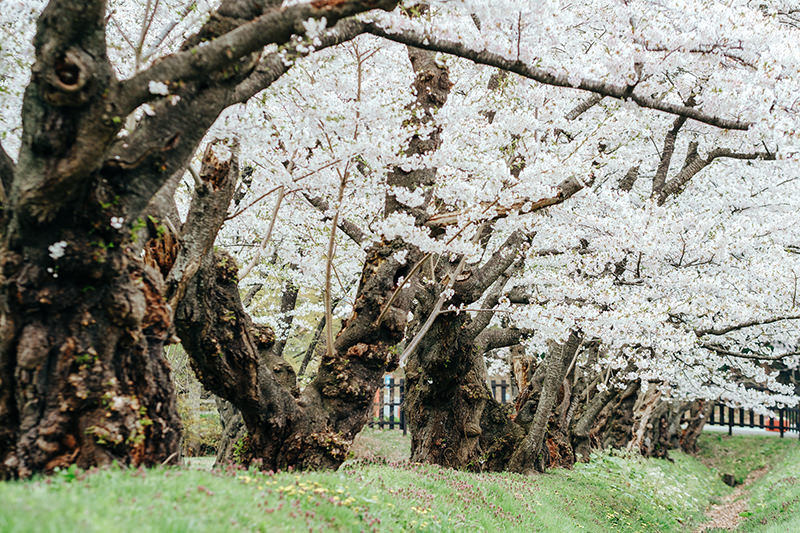 上丸牛舎の桜並木