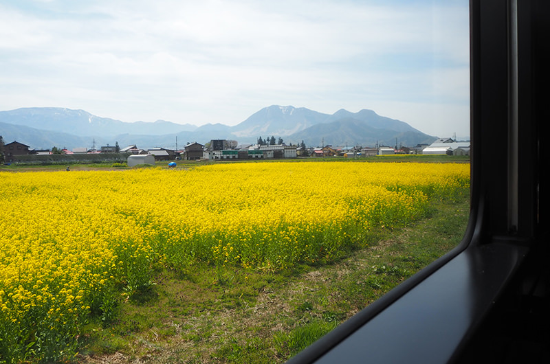車窓 菜の花
