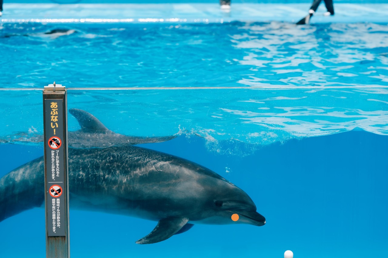 イルカショー
