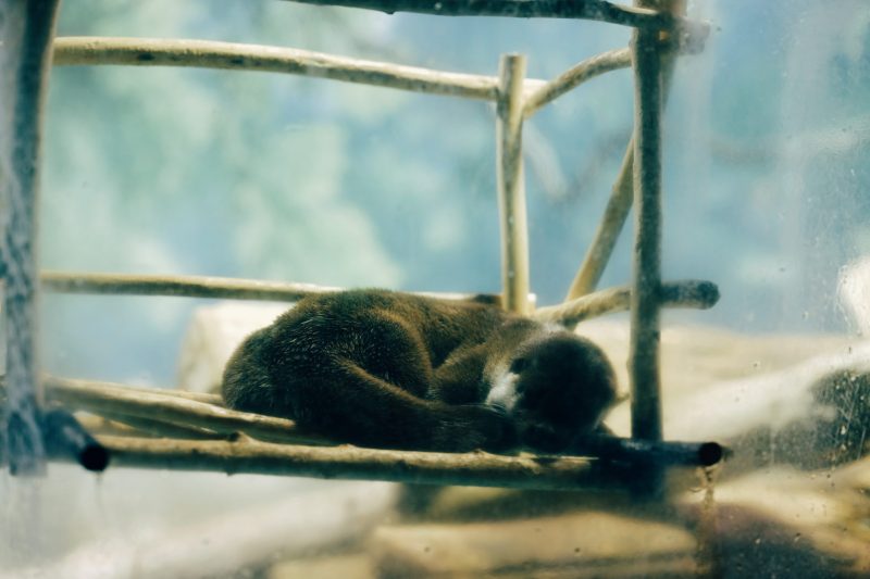 ユーラシアカワウソ