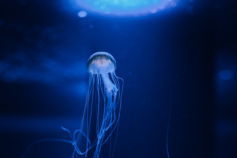 クラゲ