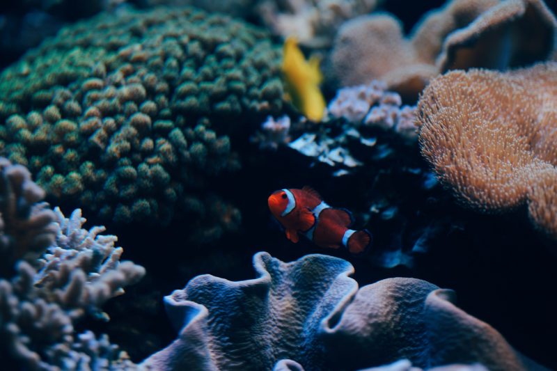 カクレクマノミ