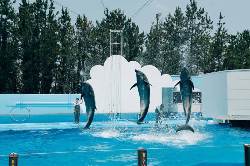 イルカショー