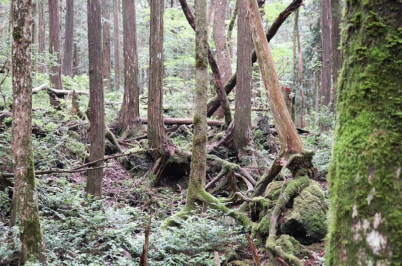 青木ヶ原樹海