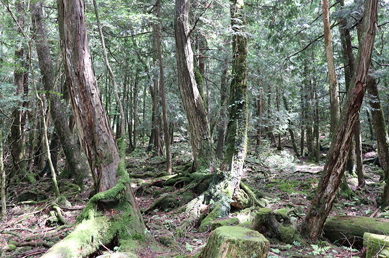 青木ヶ原樹海