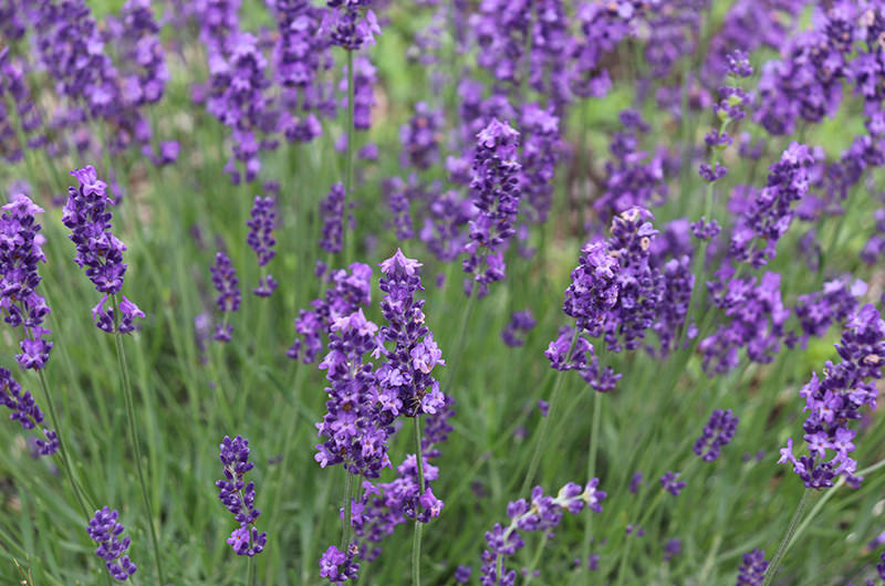 ラベンダー