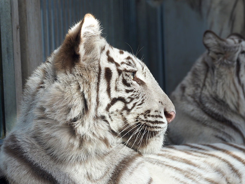 ホワイトタイガー