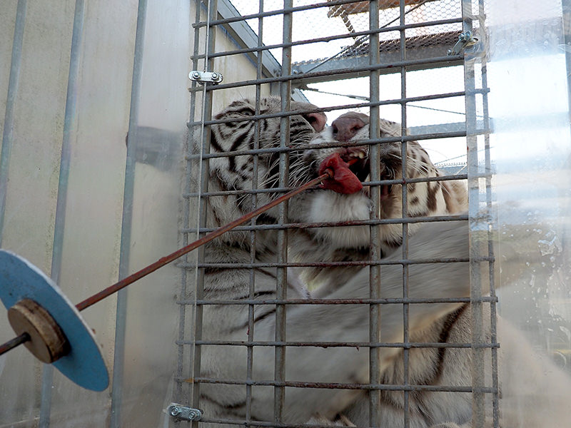 ホワイトタイガー