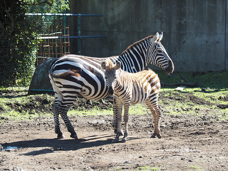 シマウマの親子