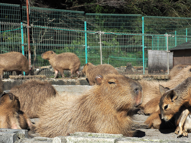 カピバラ