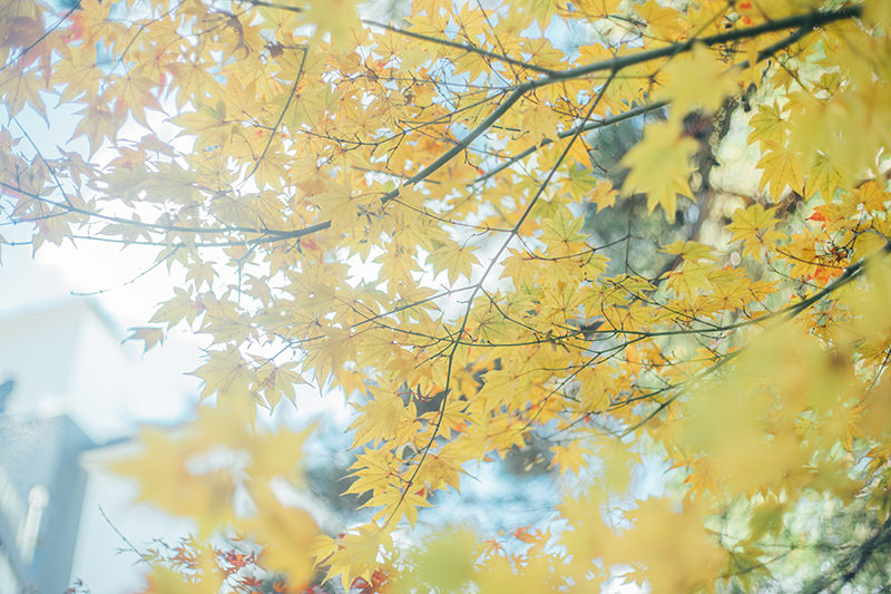 石段周辺の紅葉