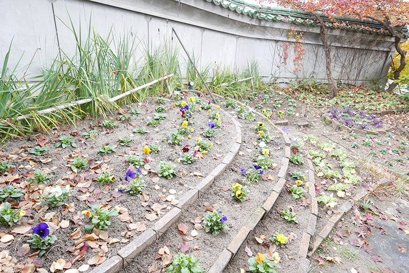 宮沢賢治が造った花壇