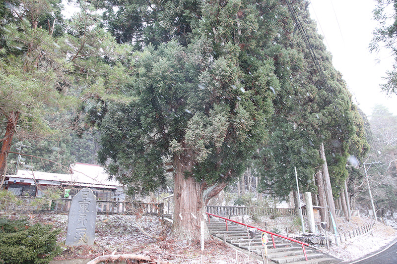 御座石神社　御神木