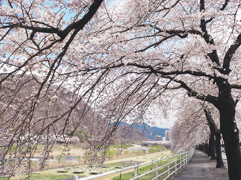 馬見ヶ崎さくらライン
