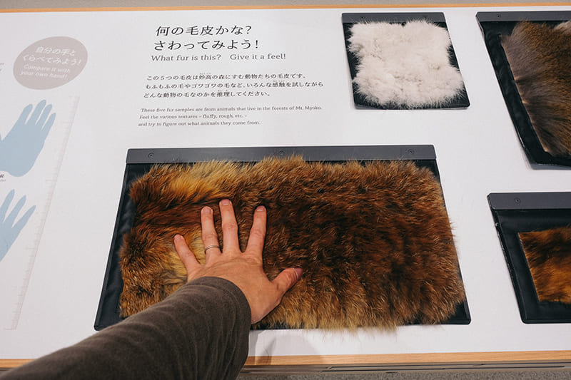 毛皮を触れる展示