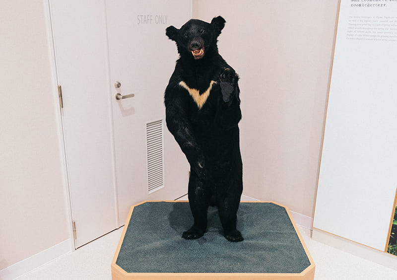 ツキノワグマの剥製
