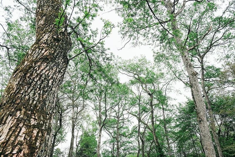 外気浴スペースで空を見上げる