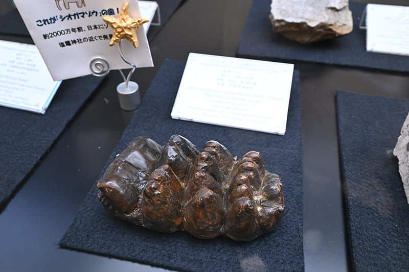 シオガマゾウの歯の化石