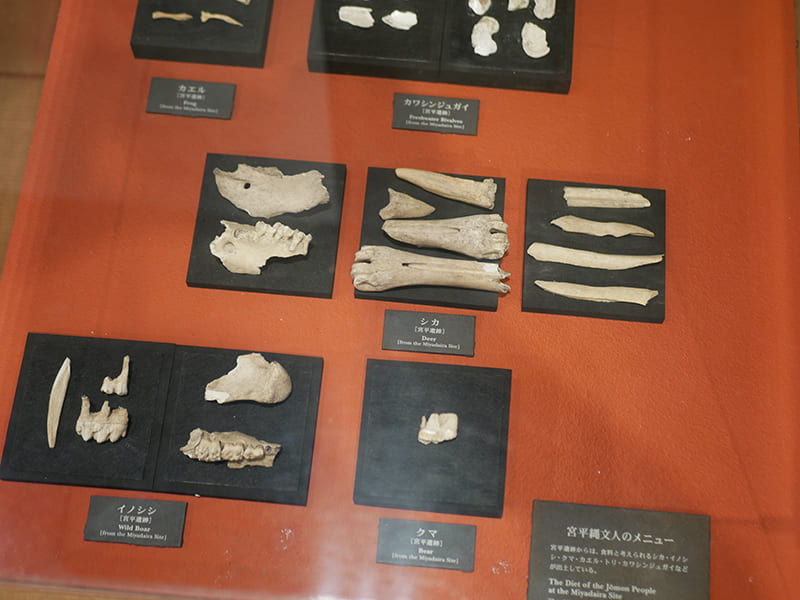 出土した動物の骨