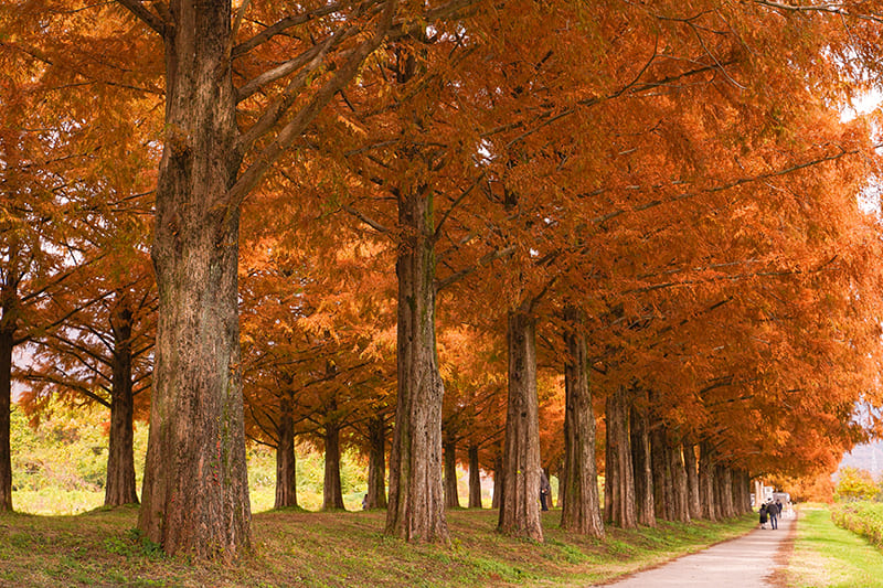 メタセコイア並木