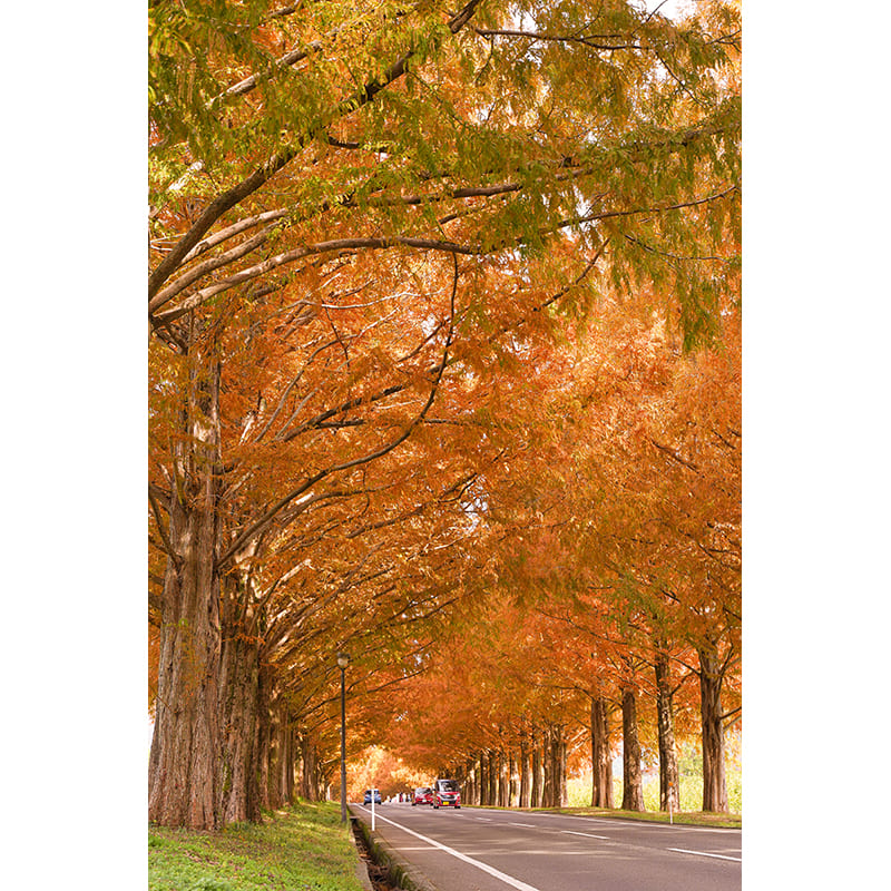 メタセコイア並木