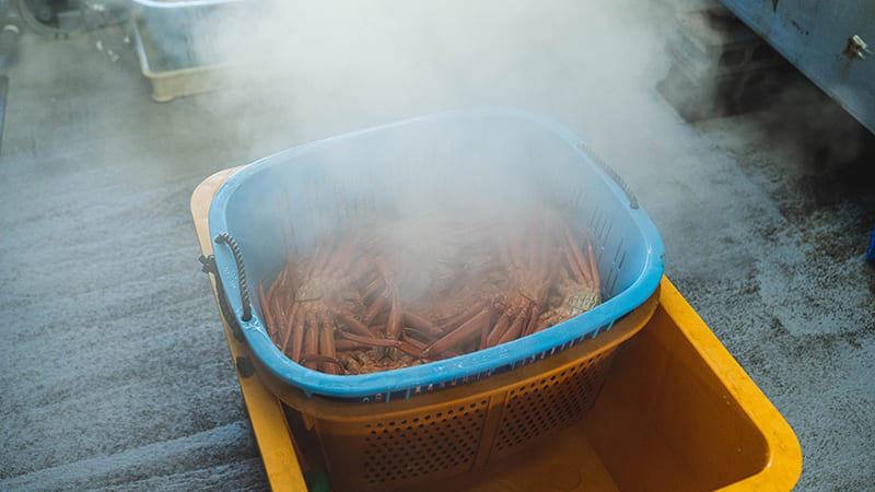 茹でられた高志の紅ガニ