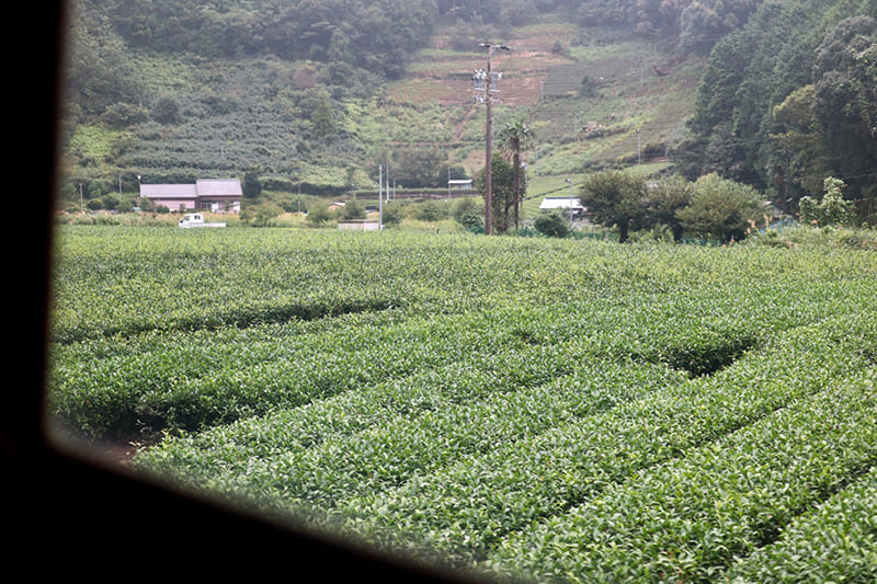 車窓　茶畑