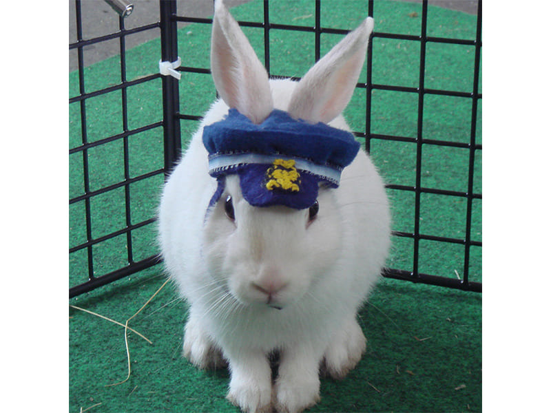 うさぎ駅長のもっちぃ（写真提供：山形鉄道）