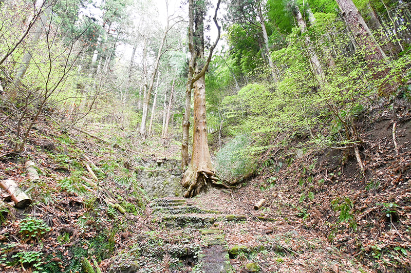 森の散歩道　御神木
