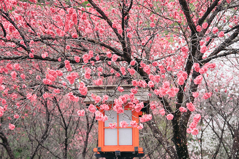 はなもも街道　花桃