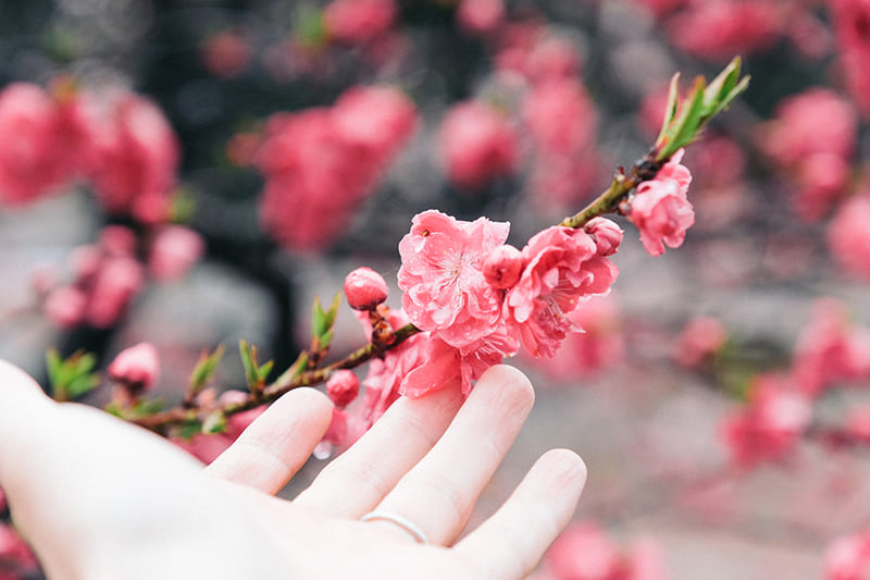 花桃の里　花桃