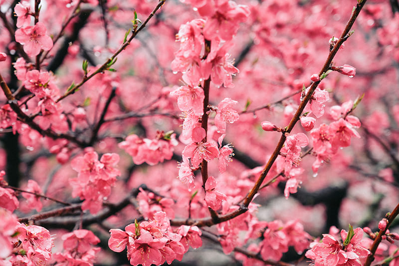 花桃の里　花桃