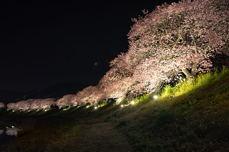 河津桜のライトアップ