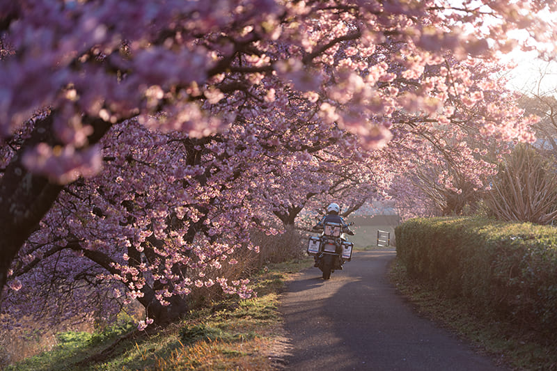 青野川沿いの桜