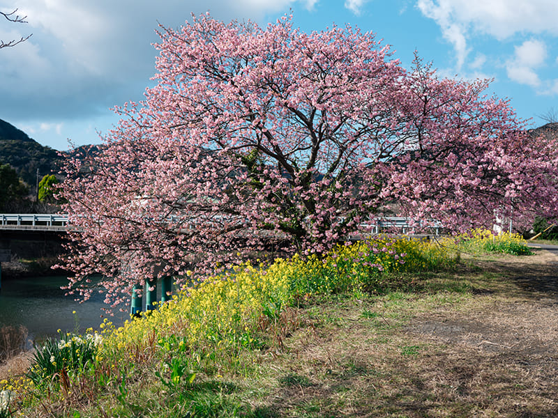 菜の花　河津桜