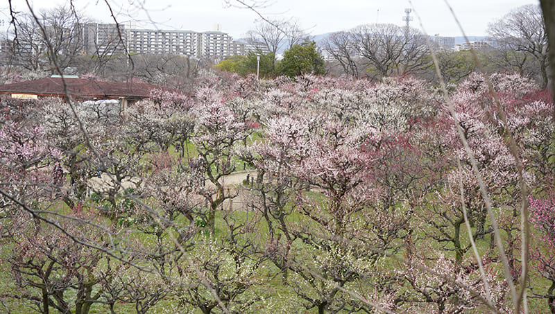 大阪城公園　梅林