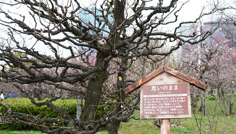 大阪城公園　梅林