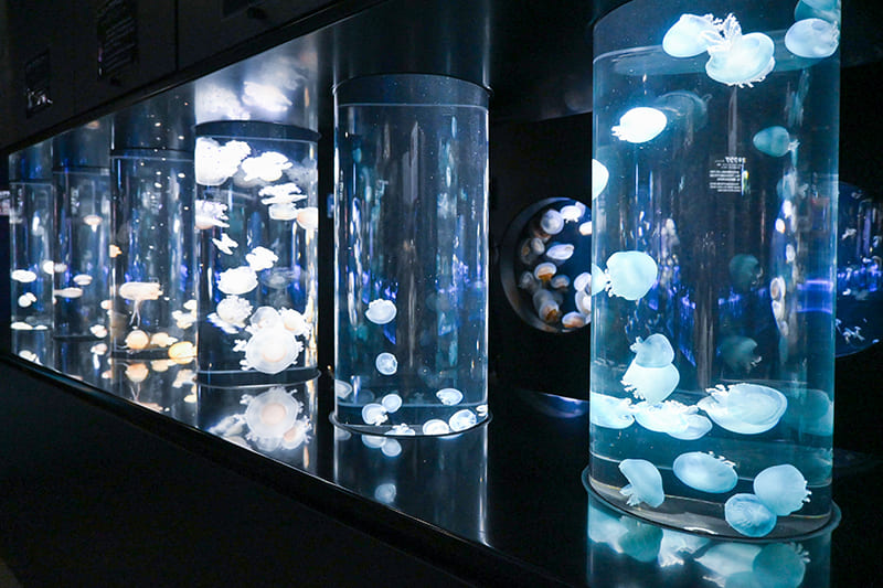 クラネタリウム