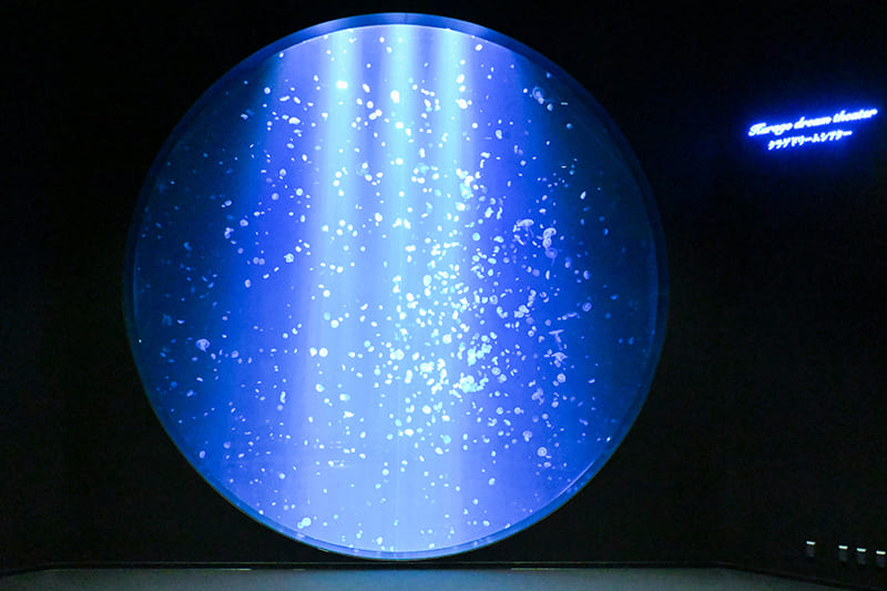 クラゲドリームシアター