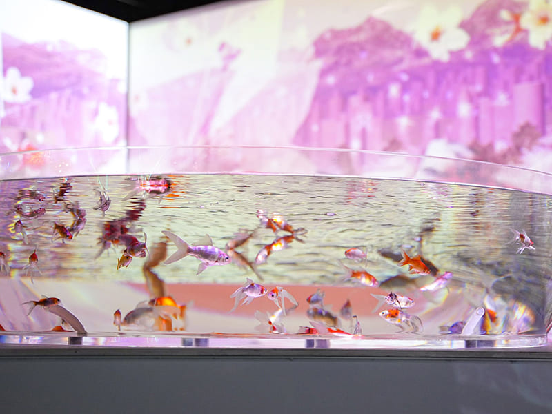 奈良金魚ミュージアム