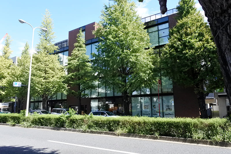 プラチナ通りのいちょう並木