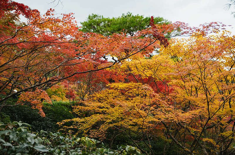 大河内山荘庭園の紅葉