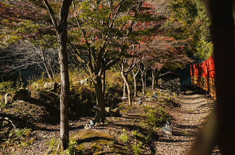 トロッコ列車からの風景