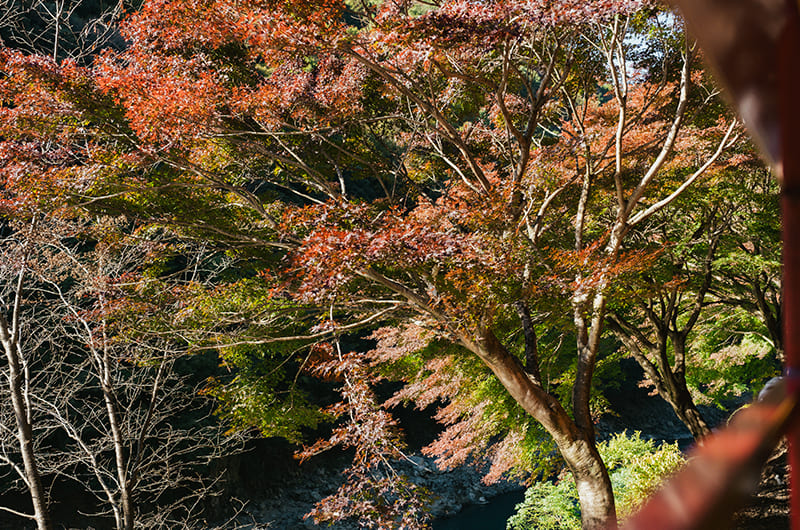 トロッコ列車から見える紅葉
