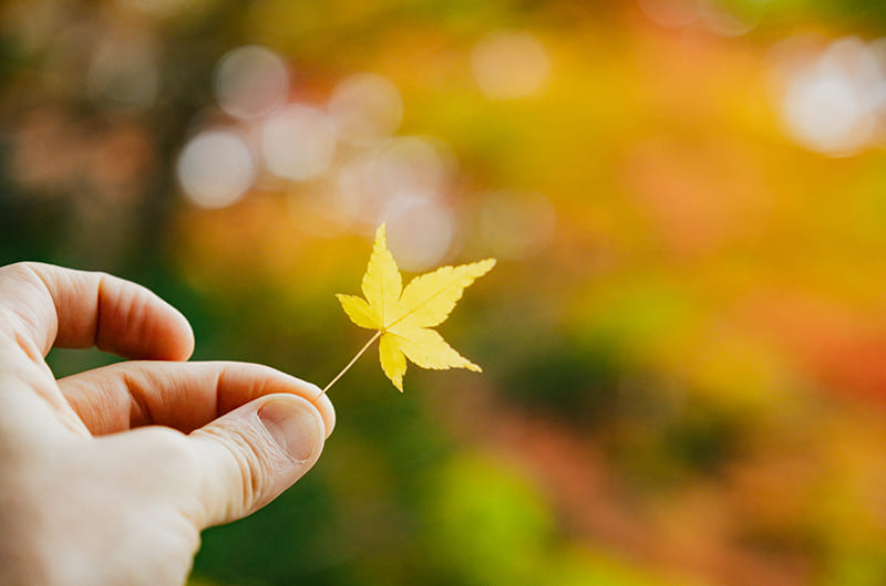 大河内山荘庭園の紅葉