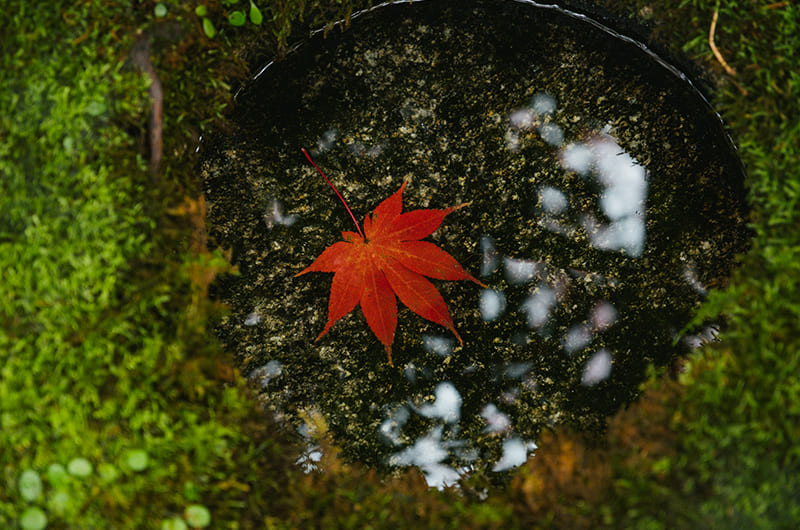 水面に浮かぶ紅葉